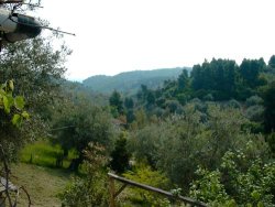 Der Vorhof Foto: Der Vorhof des Hauses